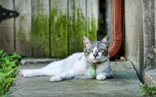 Cat green eyes door planter - neoplasticism free wallpaper