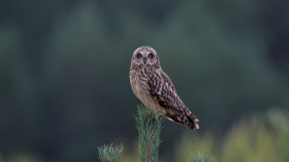 Small owl green plant forest - a small owl free wallpaper