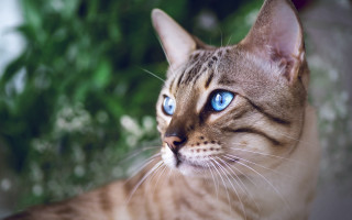 Blue eyes cat bush tree - the distance free wallpaper