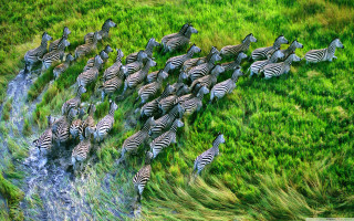 Zebras herd grass field water - brian thomas free wallpaper