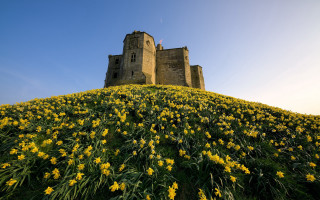 Castle field sunflower autumn blue - a castle free wallpaper