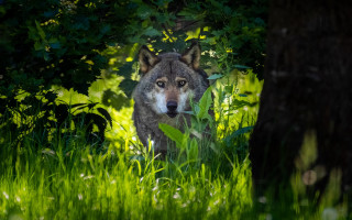 Wolf grass woods camera nature - caspar wolf free wallpaper