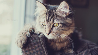 Cat couch window paw artist - its paw free wallpaper