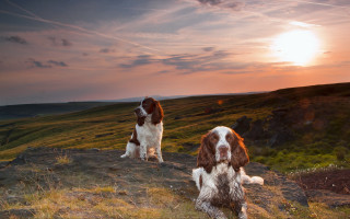 Dogs hill sunset clouds landscape - a hill free wallpaper