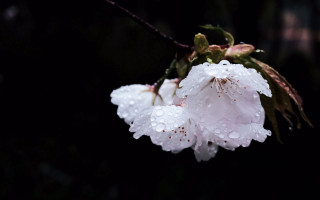 Flower water droplets macro black - petal free wallpaper