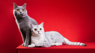 Cat kitten red background gothic - grey background free wallpaper