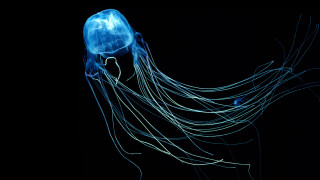 Blue jellyfish bioluminescent hologram planet - bioluminescence free wallpaper