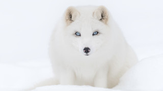 White dog blue eyes snow - an gyeon free wallpaper for desktop