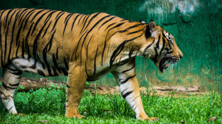 Tiger walking green field forest - a forest of trees and bushes free wallpaper