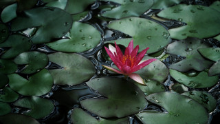 Red flower pond water lilies - chang daichien free wallpaper