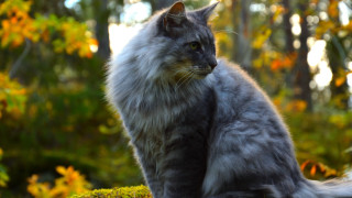 Cat mossy rock woods yellow - mossy free wallpaper