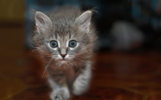 Small cat blue eyes wooden - a small kitten free wallpaper
