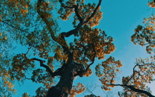 Yellow leaves blue sky autumn - yellow leaf free wallpaper