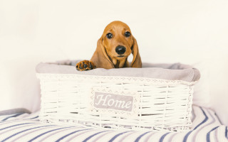 Dog basket bed collar nose - a basket free wallpaper