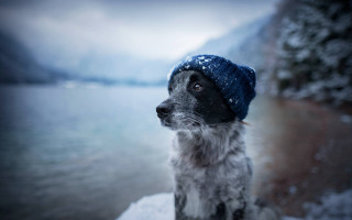 Dog blue hat rock water - a blue hat free wallpaper