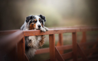 Dog fence leaning blurry depth - a wooden fence free wallpaper