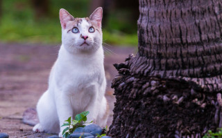 White cat sitting near tree - near free wallpaper