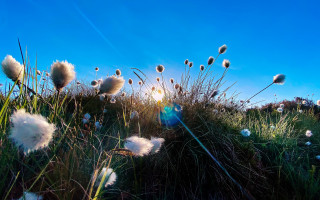 Grass sky whiteflowers sunshine field - a sun free wallpaper
