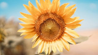 Sunflower blue sky clouds day - a few cloud free wallpaper