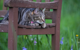 Cat chair field flower blurry - the back of the chair free wallpaper