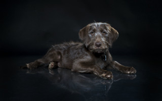 Dog laying black surface closed - its head free wallpaper