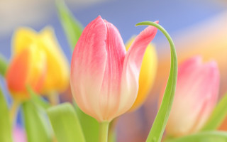 Pink flower closeup bokeh blur - yellow free wallpaper