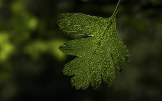 Green leaf blurry background macro 3 - a green leaf free wallpaper