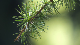 Pine needle water droplets blurry - depth of field free wallpaper