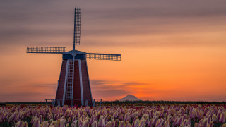 Windmill flower field sunset mountain - tower free wallpaper