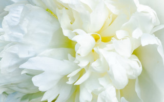White flower yellow green center - a yellow center free wallpaper