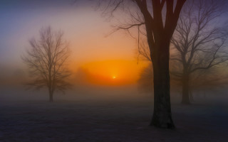 Foggy sunrise trees bench forest - volumetric fog free wallpaper
