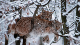 Three lynxes snowy forest wildlife - a snowy forest free wallpaper