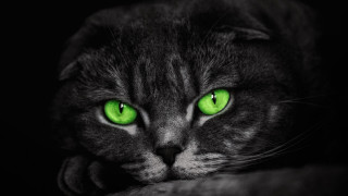 Black cat green eyes closeup 2 - a blanket free wallpaper for desktop