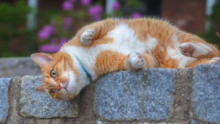 Cat stone wall flower garden - bush free wallpaper