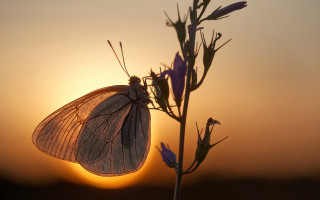 Butterfly flower sunset silhouette magic - backlight free wallpaper