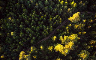 Forest road autumn leaves nature - a microscopic photo free wallpaper