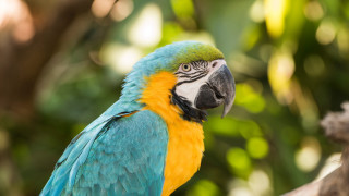 Parrot branch enclosure bokeh angel - primitivism free wallpaper