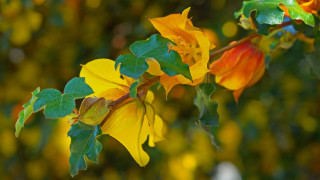 Yellow flowers green branch fauvism - branch free wallpaper