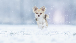 Small dog running snow winter - the ground and trees free wallpaper