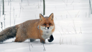 Red fox snow woods tails - a red fox free wallpaper