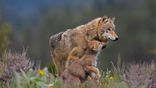 Wolf cub wildflowers grass nature - caspar wolf free wallpaper