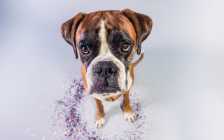 Dog sprinkles blue eyes animals - sprinkle free wallpaper