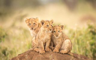 Three lions rock field wildlife - free animals wallpaper