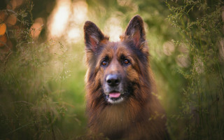 Dog field grass flowers bush - elke vogelsang free wallpaper