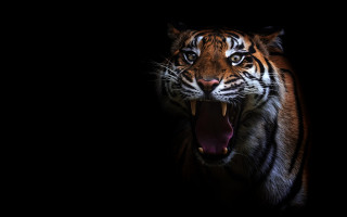 Tiger open mouth tongue out - mouth wide open free wallpaper