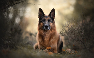 Sad dog in grass portrait - elke vogelsang free wallpaper