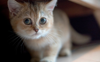 Small kitten blue eyes illusion - a small kitten free wallpaper