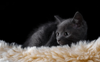 Kitten fluffy blanket black background - grey background free wallpaper