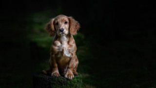Dog sitting stump dark sad - a dog free wallpaper for desktop