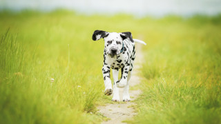 Dalmatian tallgrass field blurry nature - a dalmatian dog free wallpaper